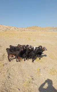 گله بز داشتی