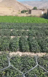 سبزی خوردن محلی،بادمجان،فلفل تند،سیر ترشی ۷ساله