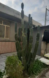 فروش کاکتوس
