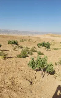 فروش باغ انجیری و انگور