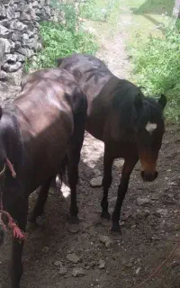 مادیان ترک ۴ ساله رام و کره‌دار