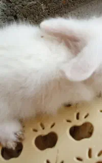 بچه خرگوش لوپ اصل هلندی
