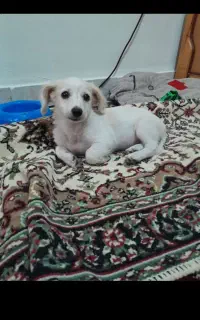 سگ خانگی