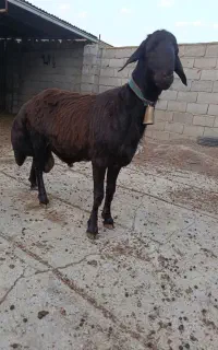 گوسفندقوچ توقلی
