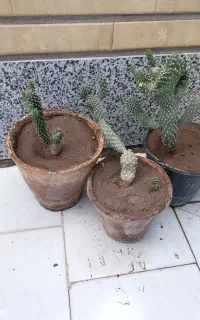 کاکتوس