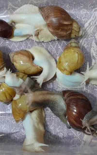 حازون آلبینو