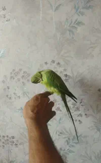 طوطی ملنگو اهلی