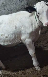 گوساله