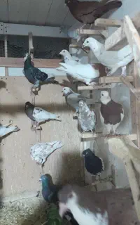 ۳۰جفت کبوتر