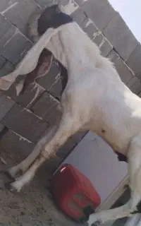 نرگلابی گوش ۶۰