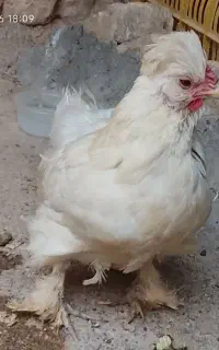 مرغ پاپر