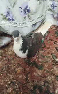 کفتر سیاه گمشده