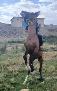 اسب ۳سال سواری وباری