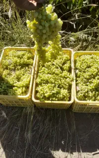 انگور بیدانه سفید