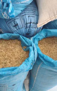 فروش جو محلی شش پر 42500