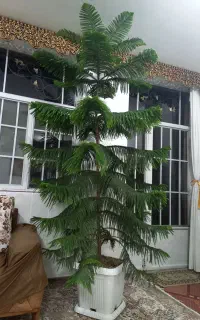 کاج