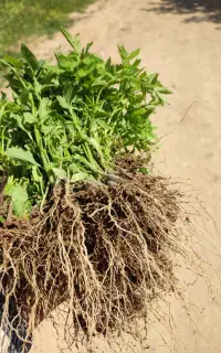 نشاء گوجه دو رقم و کاهو
