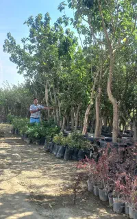 نهالستان برادران شریفی