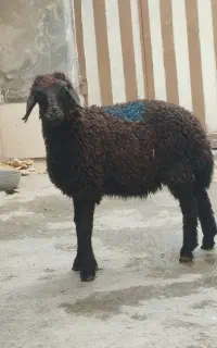 بره نر چاق