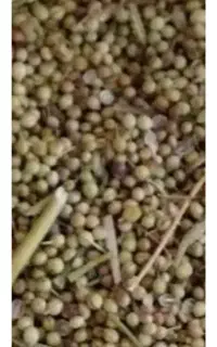 خرید وفروش گشنیز