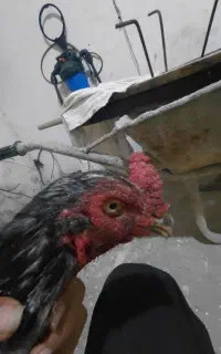خروس لاری طوس