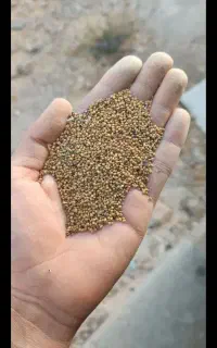 خریدار تخم شبدر