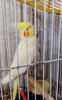 عروس هلندی