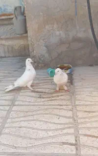 کبوتر  پور سفید