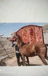 کره یکسر عرب