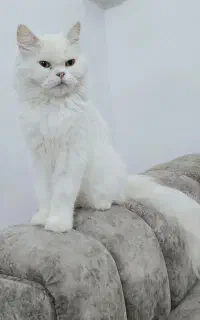 گربه ماده بریتیش لانگ هیر