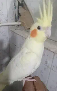 عروس هلندی نر