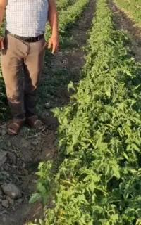 تناژ زمینتو بالا ببر