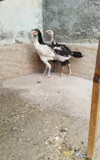 جوجه مرغ و خروس لاری