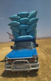 فروش کاه سفید دیم