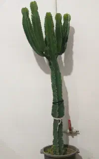 کاکتوس