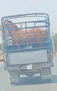 خرید و فروش اسب پالونی