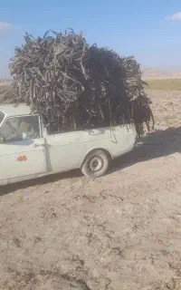 باغبانی ودختکار
