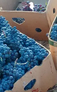 انگور دیم مریوان