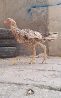 مرغ‌لاری‌پورخون