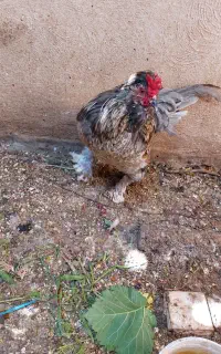 یک عدد خروس جوان و سرحال پاپری