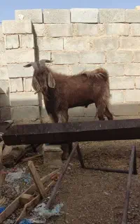 دوبر بذری