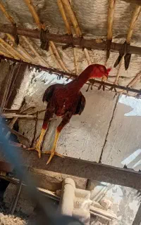 خروس لاری اصل