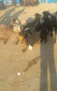 بزغاله