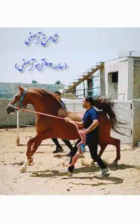 کره اسب مادیون درهشوری شجره قوی