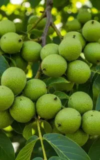 فروش نهال گردو پیوندی وبادام