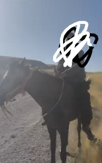 مادیان کورد