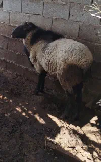 قوچ رومانف