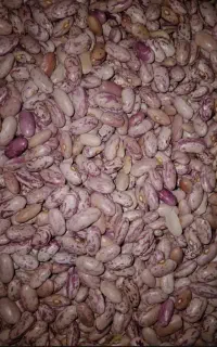 لوبیا چیتی