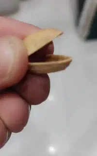 بادام  تلخ کوهی