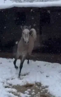 کره نریان با خط خونی عالی